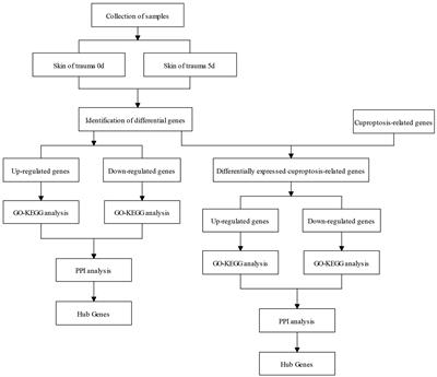 Transcriptomic profiling identifies differentially expressed genes and related pathways associated with wound healing and cuproptosis-related genes in Ganxi goats